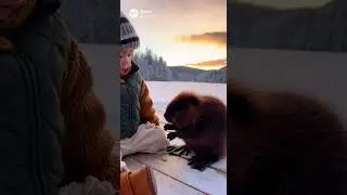 Beaver's Not Buying It! 🦫😤