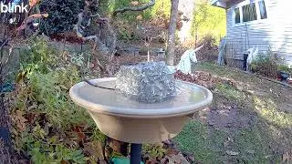 11-24-2025 9:12AM American Goldfinch 