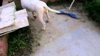 BULL TERRIER MINI