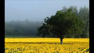 tieff - Sunflower [Melodic]