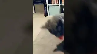 Cat falling off sofa