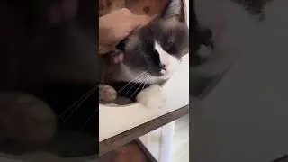 Whiskers don't just help with navigation &ndash; they also give you a sneak peek into your cat's mood.
