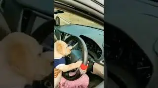 Funny Insta dog Reels | Insta Reels  #Shorts