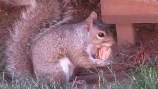 AMAZING Squirrel Eating a Walnut Start to Finish! Adorable! MUST SEE