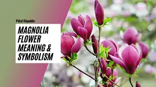 Magnolia Flower Meaning & Symbolism