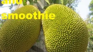 TMV 04 - Parts of my week (3) - Shoppin,Jackfruit,Smoothie,McD,Driving in Malta,and more food!