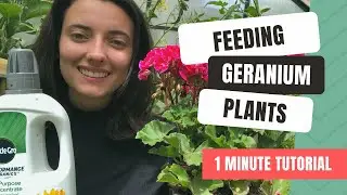 Feeding Geranium Plants For Beautiful Blooms