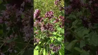Gew&ouml;hnlicher Dost (Wilder Majoran) am 28.07.2024