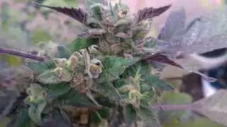 Organically kill Mites, F.I.M. Technique, and Re-Generation. I Need Your Help~XD