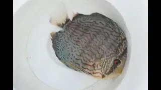 Fish disease case nr. 300 Discus with bacterial and 3 parasitic infections including Spironucleus