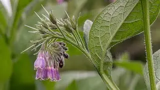 Eating Comfrey Plants: A Complicated Traditional Food