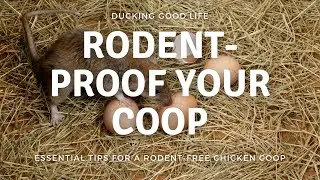 Rodent-Proof Your Coop: Essential Tips for a Rodent-Free Chicken Coop