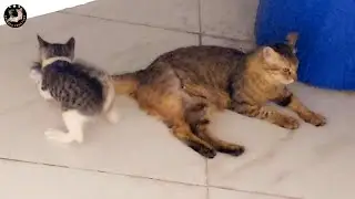 cute kitten bites its mother's tail , injured cat's reaction to her kitten  😆