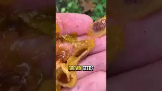 STOP Overlooking This Surprising Native Fruit!