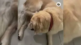 How Ayurvedic Remedies Keep Pets Healthy in Monsoon | Rainy Essentials Combo | Fur Ball Story