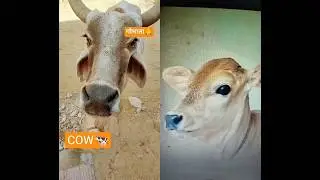Cow baby Voice 😘😘funny Sound #shorts #cowbaby #funnyshorts #cute #baby #viral #cute #yt #shortsfeed