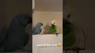 Indian ringneck parakeet deceive Umbrella cockatoo