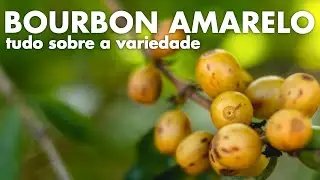 VARIEDADE BOURBON AMARELO - HIST&Oacute;RIA, CARACTER&Iacute;STICA & SABOR