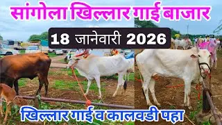 आजचा सांगोला खिल्लार गाई बाजार 18 जानेवारी 2026 #khillar_bajar #खिल्लार_गाई_बाजार #sangola_bazar #co