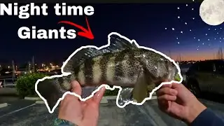Night Fishing for giant spotted bay bass (Marina del Rey)