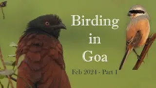 Birding in Goa | Feb 2024 - Part 1 | Western ghat Birds | Birdwatching | Goa Birding | Urban birding
