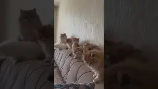 cute kittens #pets #petshorts #petslover #animallover #animalshorts #animalplanet #trending #kitten