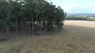 Eyes un the Sky: Forest Edition part 2