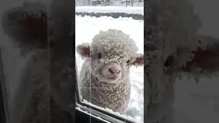 smiling lamb #cutelamb #cuteanimals