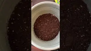 Repotting and Up-potting orange, lemon, pepper, and strawberry plants