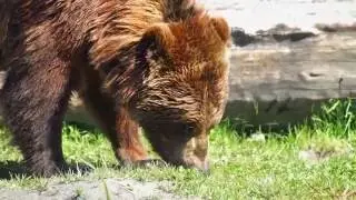 The Nature of Alaska (2017)