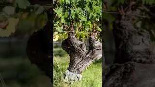 Gralyn Estate Margaret River Reserve Shiraz
