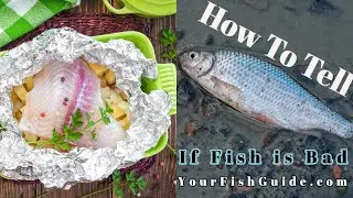 How To Tell If Fish is Bad ~ Educational | Tips and Techniques ~ Help  Determine If A Fish Is Rotten
