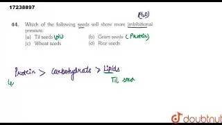 Which of the following seeds will show more imbibitional pressure
