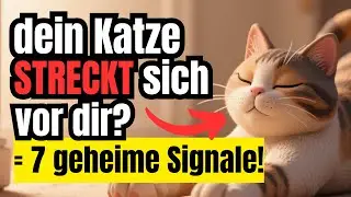 Wenn deine Katze sich streckt, sobald sie dich sieht – diese sieben geheimen Botschaften sendet sie