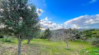 غرسة رائعة مليئة باشجار الزيتون والتين مساحة 3000 متر0703640826ملوسة الرمان طنجة