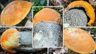 Birkenrotkappe Verwechslung & Zubereitung | Heiderotkappe, Birkenr&ouml;hrling, Leccinum versipelle