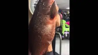 How to weigh a fish