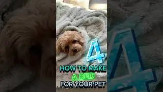 How to Make a Fort for Your Pet 4 #cat #dog #shorts #pets