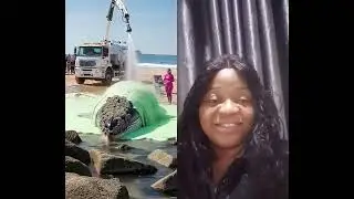 Whale rescue #viral #rescue #duet #wildlife #natureshorts  #wildliferescue #viralshorts #viralvideo