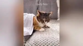 Nestl&eacute; Crunch - MeMe with Cat Scream :D