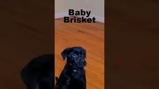 Carnivore Dog Grows Up