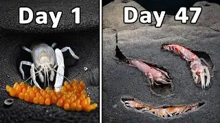 Simulating a Mud Shrimp Colony for 100 Days