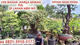 REGO RUNGKAT‼️CEK REGO BAHAN MURAH MERIAH TAPI TIDAK MURAHAN.📲0821-3910-5177.@JeckpaeyBonsai91