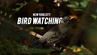 Bird Watching in New York City - 2020