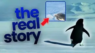 WHY BUT? The True Story Behind the Viral Penguin Video!