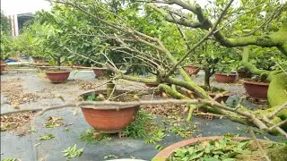 12/12 ÂL lặt lá trước những cây nụ nhỏ yếu và chăm sóc sau khi lặt lá.