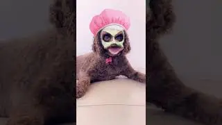 trying snapchat filters on cleo! #shorts #dog