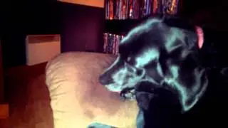 A dog licking a couch.