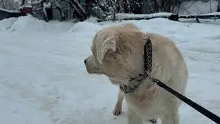 Прогулка с лабрадором