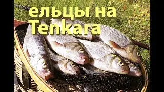 Ловля ельца на сухую мушку удилищем тенкара. /dry fly tenkara/ fly Parachute Adams